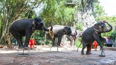 Thai elephants.jpg