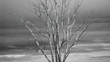 The Colour of Season