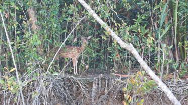 The Sanctuary on its Death Bed