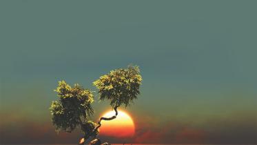 The Sapling And Life