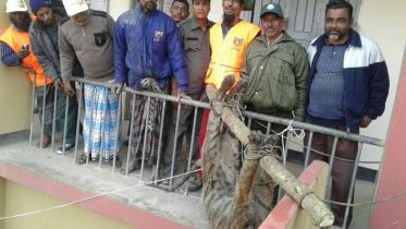 Royal Bengal Tiger Killing