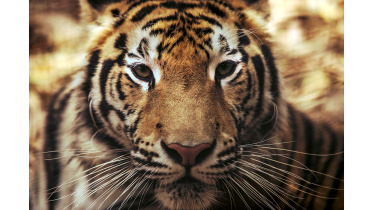 tiger.jpg