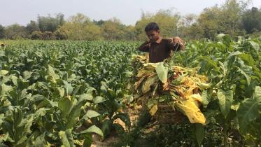 tobacco-cultivation.jpg