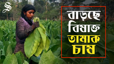 Tobacco farms on rise