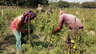 Tomato.jpg