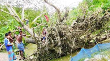 tree-damged.jpg