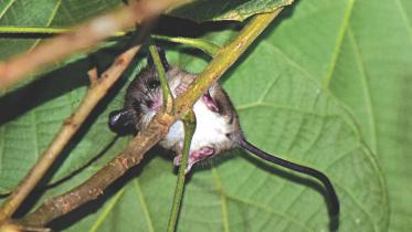 Tree-mouse.jpg