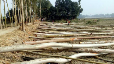 Tree looters Gaibandha.jpg