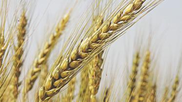 TREND OF WHEAT IMPORTS In lakh tonnes.jpg