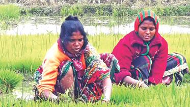 Two women collect boro seeding.jpg