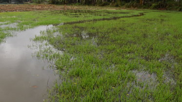Untimely rain.jpg