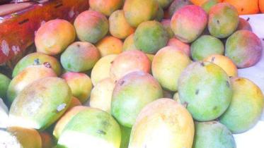 Untimely ripened mangoes.jpg