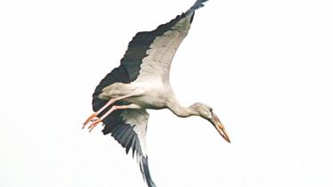 Asian openbill.jpg