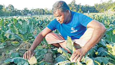 vegetable-prices-farmers-down.jpg
