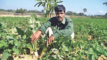 Stealing trees from forest