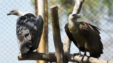 Vulture-South-Asia.jpg