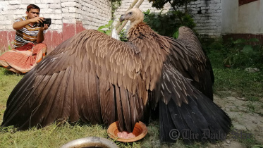 Himalayan vulture rescued in Bogura