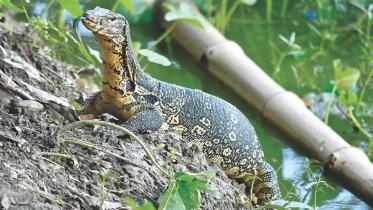 water monitor.jpg