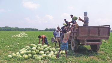 watermelon bumper yeild.jpg