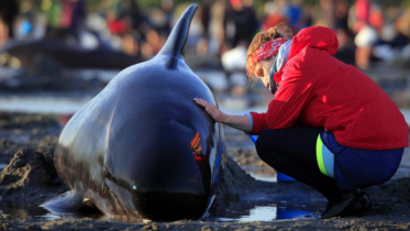 New Zealand whale stranding