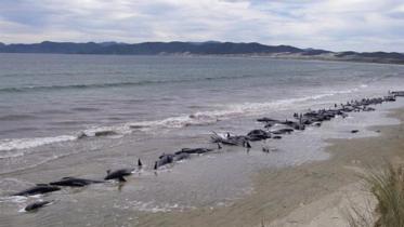 whale strdd NZ 3.jpg