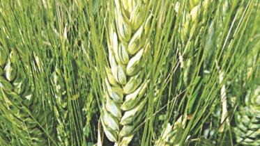 Wheat cultivation 1.jpg