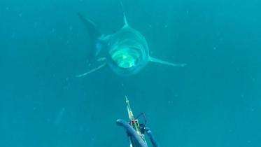 Brett Levington, spearfishing, coast of Cape Moreton, Queensland, white shark