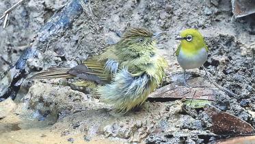 White-throated Bulbul.jpg