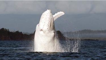 white-whale-WEB.jpg