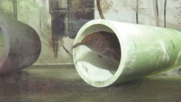 Why Big Brains Are Rare