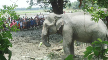 stranded Indian elephan, Bangabahadur, Sarishabari upazila, Jamalpur