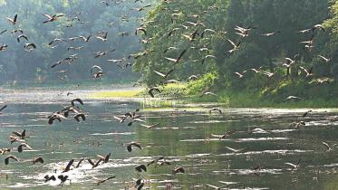 Winter guests arriving.jpg