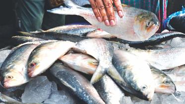 defying Hilsa ban in Bangladesh