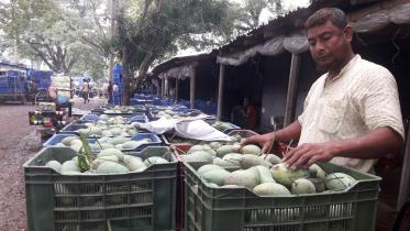 jhenidah-mango-growers.jpg