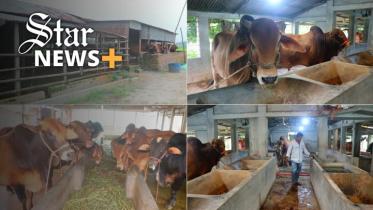news_plus_cattle_pabna_for_web.jpg