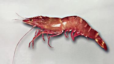 tiger-shrimp.jpg