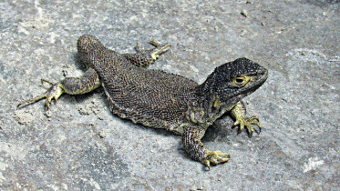 new-lizard.jpg