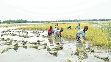 south-asia-agricultural-progress.jpg