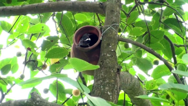 bird-house.jpg