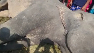 elephant.jpg