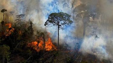 eu-plans-to-ban-food-imports-from-deforested-areas.jpg