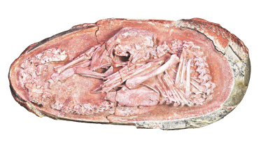 embryo.jpg