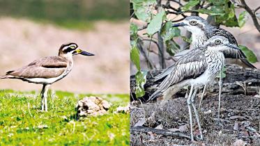 enigmatic-thick-knee.jpg