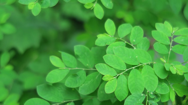 moringa_web.jpg