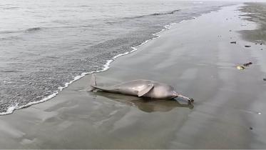 patuakhali-_dolphin_web.jpg
