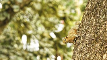squirrel-collected1.jpg