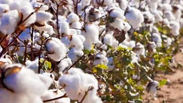 cotton.jpg