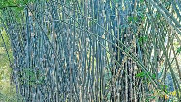 bamboo-garden-1.jpg