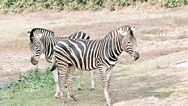 zebra.jpg