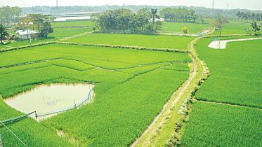 High rice prices buoy Boro acreage